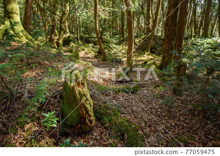 （山梨縣）青木原樹海和陽光 77059475