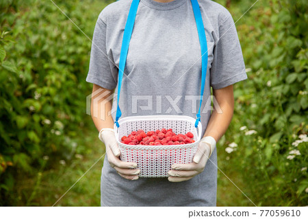 Harvesting raspberries. A plastic box for berries in the hands of a worker in latex gloves. Harvesting raspberries. A plastic box for berries in the hands of a worker in latex gloves. 77059610