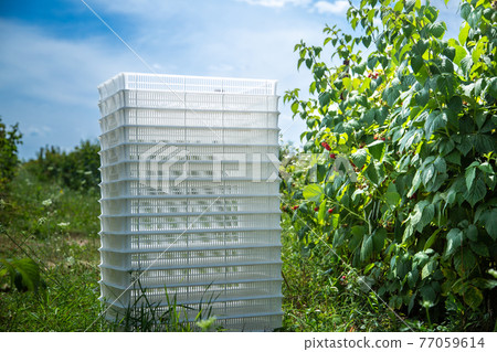 Container for raspberries between rows of bushes with ripe berries. Container for raspberries between rows of bushes with ripe berries. 77059614