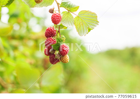 Branche of ripe raspberries. Harvest natural organic berries. Branche of ripe raspberries. Harvest natural organic berries. 77059615