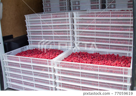 Harvesting raspberries. Ripe berries in white plastic crates loaded in a freight car. Harvesting raspberries. Ripe berries in white plastic crates loaded in a freight car. 77059619