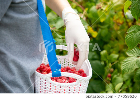 Harvesting raspberries. Worker's hands in latex gloves. Harvesting raspberries. Worker's hands in latex gloves. 77059620