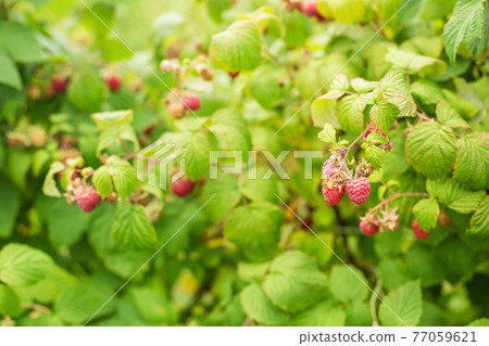 Bushes of ripe raspberries. Harvest natural organic berries. Bushes of ripe raspberries. Harvest natural organic berries. 77059621