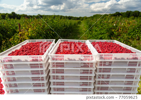 Harvesting raspberries. White plastic crates filled with ripe raspberries. 77059625