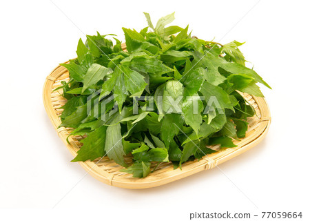 野生植物 77059664