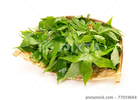 Wild plants 77059668