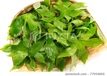 Wild plants 77059669