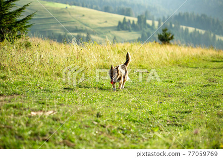 Traditional Shepherd Dog. Traditional Shepherd Dog. 77059769