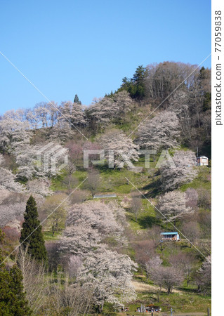 Cherry blossoms at Noddha 77059838