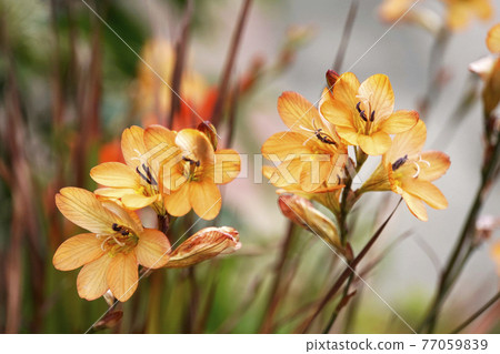 Orange tritonia flowers 77059839