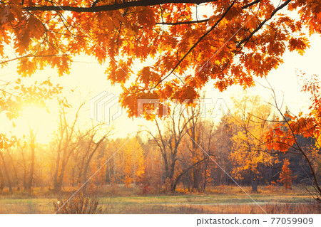 Sunset. Forest glade Sunset. Forest glade 77059909
