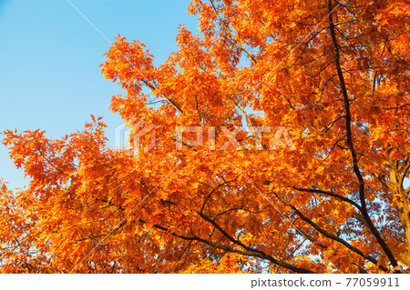 Oak with yellow leaves in autumn 77059911