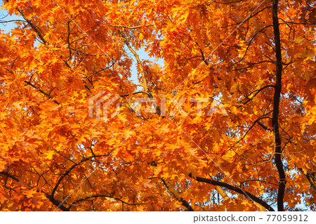 Oak with yellow leaves in autumn 77059912