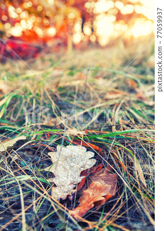 Fallen colorful maple leaves lying on the grass Fallen colorful maple leaves lying on the grass 77059937