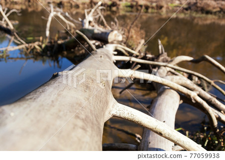 The trunk of a dried tree lies in the water The trunk of a dried tree lies in the water 77059938
