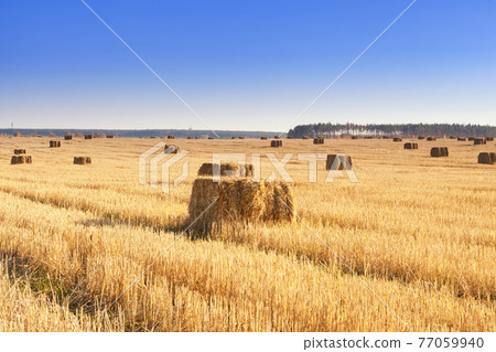 Bales of hay scattered around on field 77059940