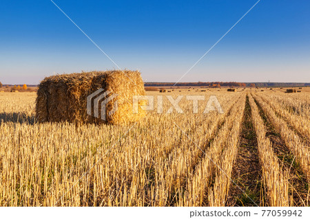 Bales of hay scattered around on field 77059942