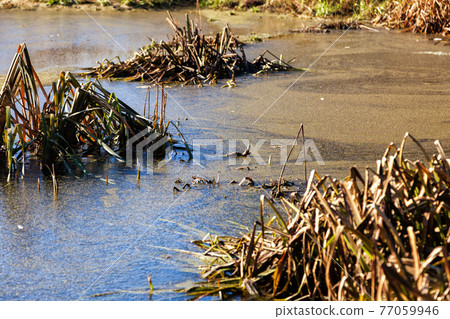 The swamp covered with mud 77059946