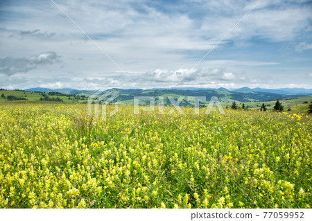 Beautiful meadow field with wildflowers against the background of mountains with clouds Beautiful meadow field with wildflowers against the background of mountains with clouds 77059952