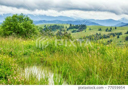 Small spring puddle in green grass 77059954