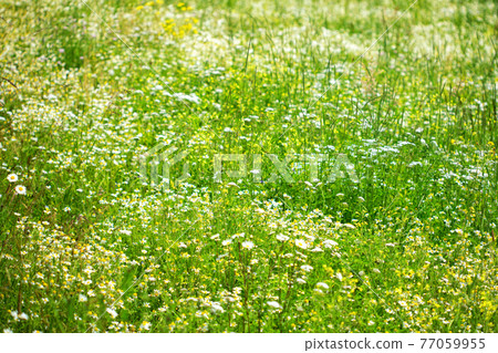 Beautiful meadow field with wildflowers against the background of mountains with clouds 77059955