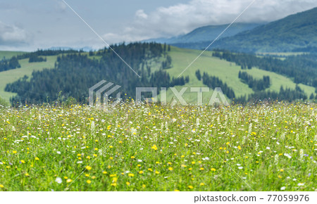 Beautiful meadow field with wildflowers against the background of mountains with clouds Beautiful meadow field with wildflowers against the background of mountains with clouds 77059976
