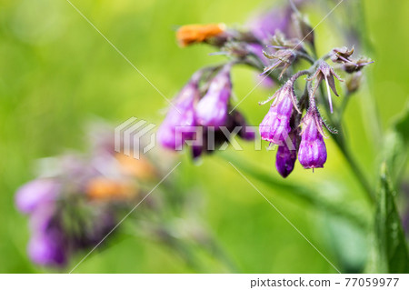 Purple comfrey flowers. Purple comfrey flowers. 77059977