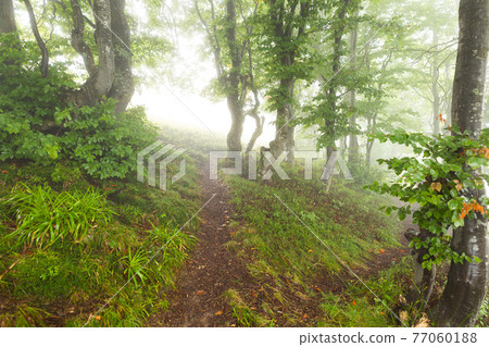 Trail in the woods vanishing in the mist 77060188