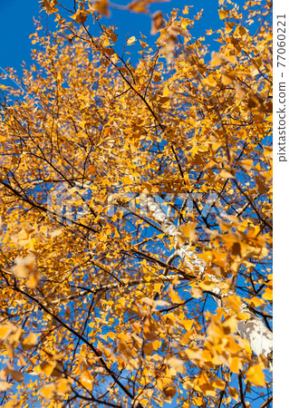 Yellowed leaves of birch on a background blue sky Yellowed leaves of birch on a background blue sky 77060221
