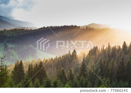 Ray of sunlight at sunset shining through the fog 77060245