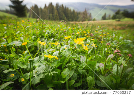 Flowers on a mountain meadow Flowers on a mountain meadow 77060257
