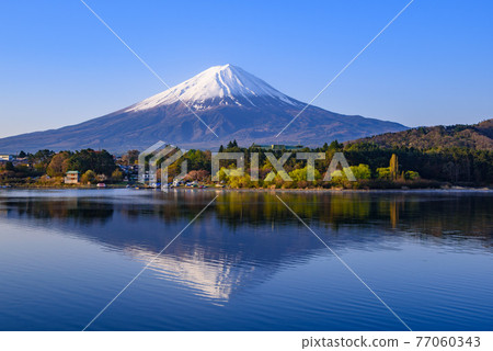 (Yamanashi Prefecture) Lake Kawaguchi and upside down Fuji in the early morning 77060343