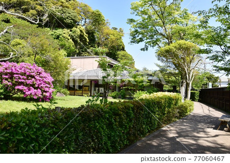 Kamakura City Kawakita Movie Memorial Hall Walking path and fresh greenery of the garden and azaleas in full bloom 77060467