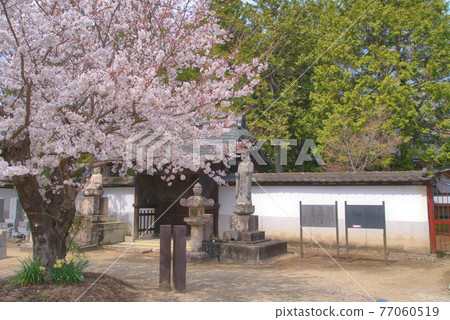 【傳統建築群重要保護區】岡山縣津山市城西本願寺津山藩主毛利家墓正門及櫻花 【傳統建築群重要保護區】岡山縣津山市城西本願寺津山藩主毛利家墓正門及櫻花 77060519