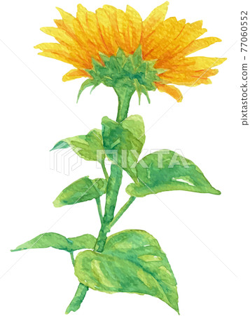 Illustration of sunflower with leaves drawn in watercolor (vector material) 6 77060552