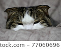 A cat that looks good on a futon 77060696