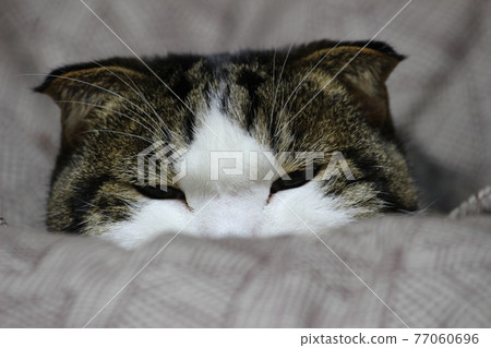 A cat that looks good on a futon 77060696