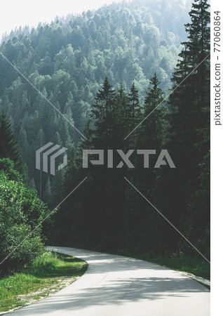 A narrow mountain road winding into dense dark green coniferous forest. A winding path among mountains and hills overgrown forests A narrow mountain road winding into dense dark green coniferous forest. A winding path among mountains and hills overgrown forests 77060864