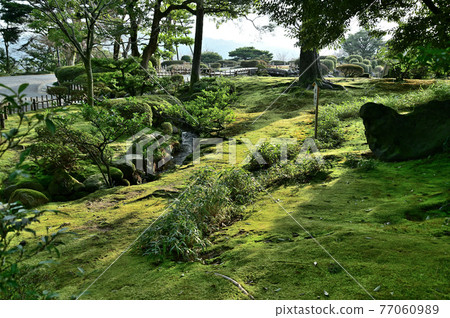 兼六園青苔 77060989