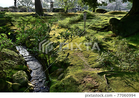 Kenrokuen Garden Green Moss Kenrokuen Garden Green Moss 77060994