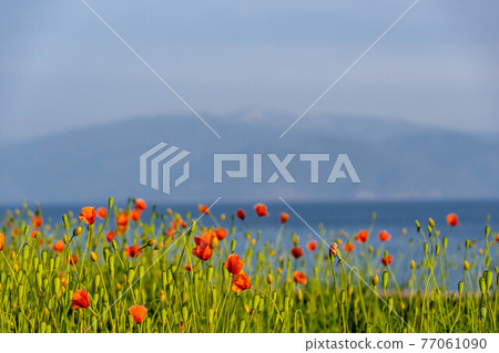 Tagonoura Minato Park Evening Poppy Tagonoura Minato Park Evening Poppy 77061090