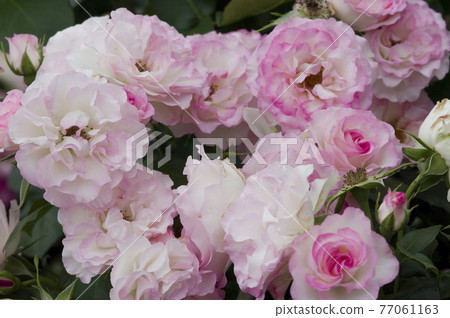Pink and white roses are in bloom in the rose garden. The name of this rose is Bordur Rose. Pink and white roses are in bloom in the rose garden. The name of this rose is Bordur Rose. 77061163