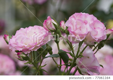 Pink and white roses are in bloom in the rose garden. The name of this rose is Bordur Rose. Pink and white roses are in bloom in the rose garden. The name of this rose is Bordur Rose. 77061164