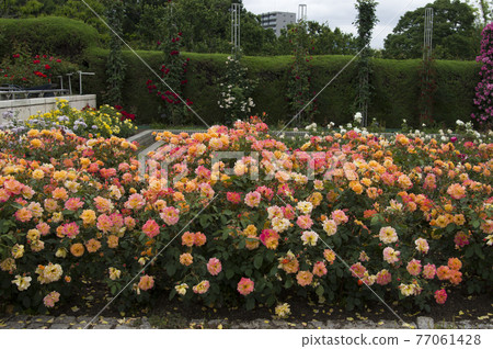 Red and yellow roses are in bloom in the rose garden. The name of this rose is Subneil de Anne Frank. 77061428