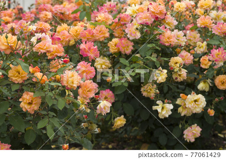 Red and yellow roses are in bloom in the rose garden. The name of this rose is Subneil de Anne Frank. Red and yellow roses are in bloom in the rose garden. The name of this rose is Subneil de Anne Frank. 77061429