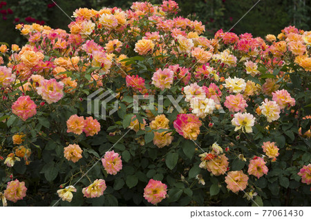 Red and yellow roses are in bloom in the rose garden. The name of this rose is Subneil de Anne Frank. Red and yellow roses are in bloom in the rose garden. The name of this rose is Subneil de Anne Frank. 77061430
