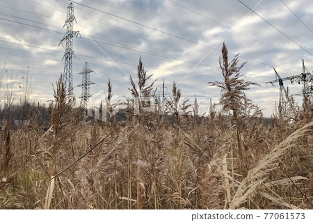 thickets of dry reeds with fluffy tassels under the high-voltage line thickets of dry reeds with fluffy tassels under the high-voltage line 77061573