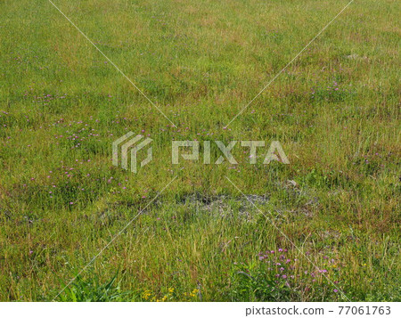 Grassland field weed land 77061763