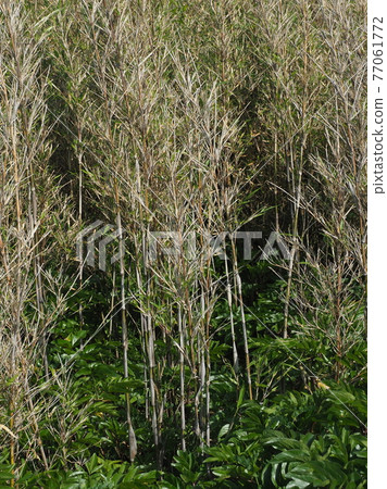 草原野草土地 77061772