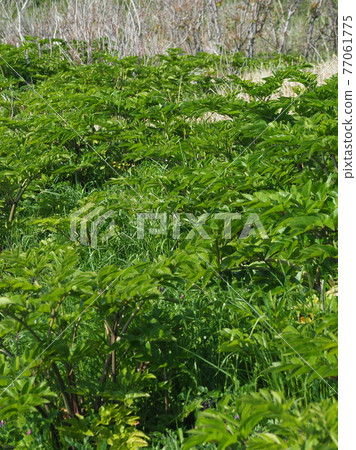 草原野草土地 草原野草土地 77061775
